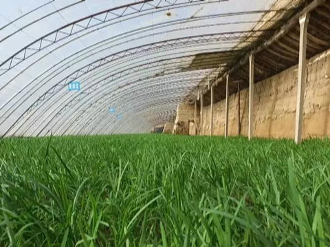 韭菜干尖和有黄白点什么原因,韭菜干尖是什么原因怎样防治