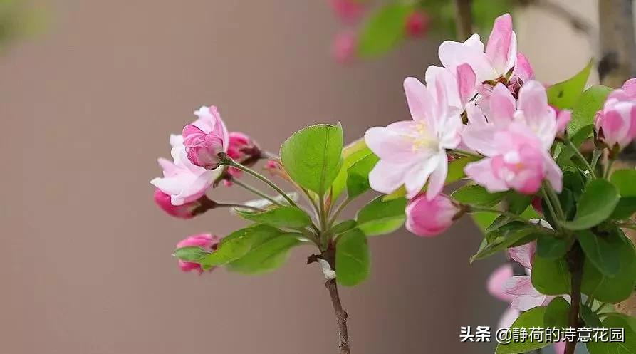 春日咏海棠经典诗词,咏海棠十首诗解析