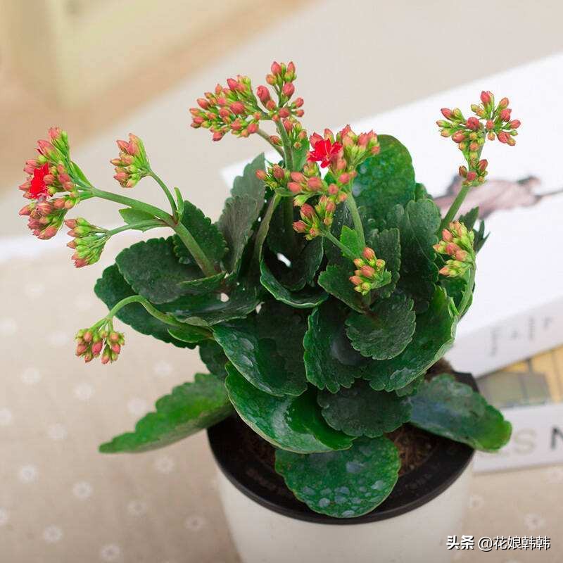 长寿花花苞期间怎样养护,怎么养长寿花花苞多