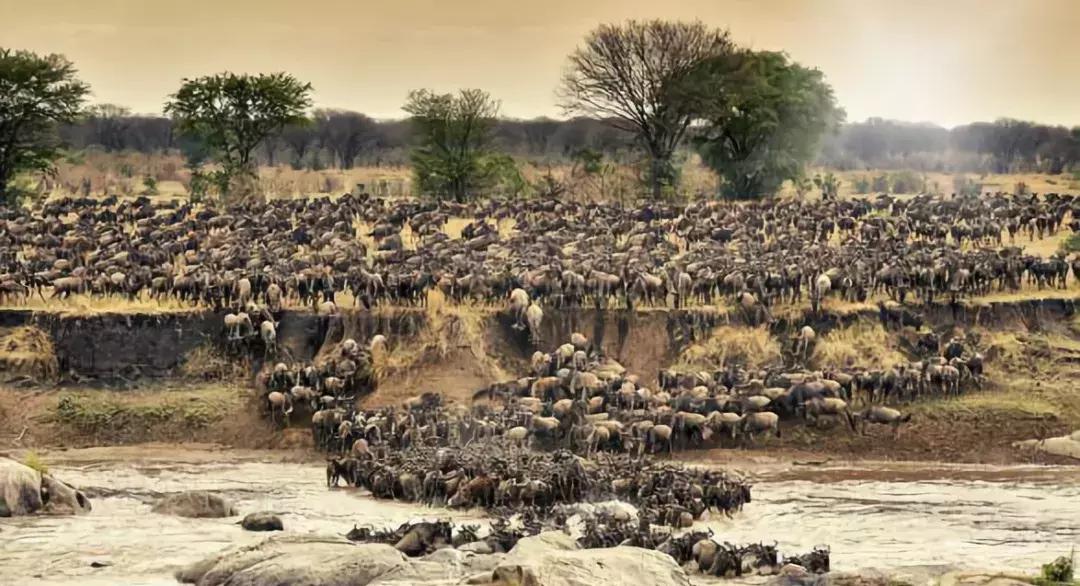 角马和斑马大迁徙,动物世界东非角马大迁徙完整视频