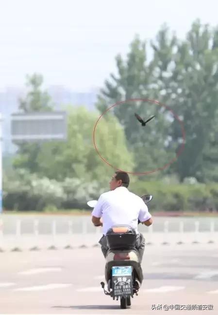 合肥发现的怪事,有一种黑鸟袭击人