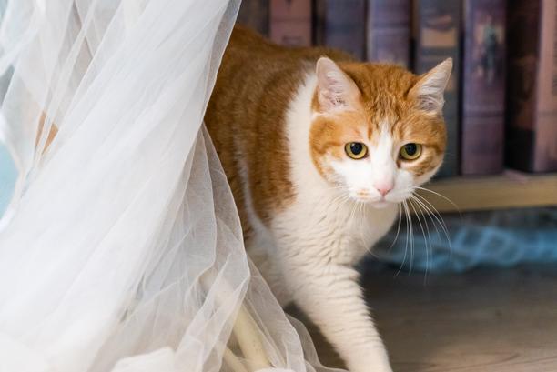 猫咪流鼻涕怎么回事？宠物医生：猫咪流鼻涕不能忽略的疾病因素