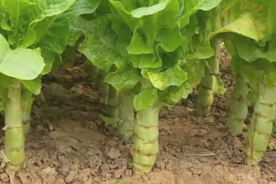 莴笋抽薹的原因与控制技巧,莴笋发芽徒长怎么办