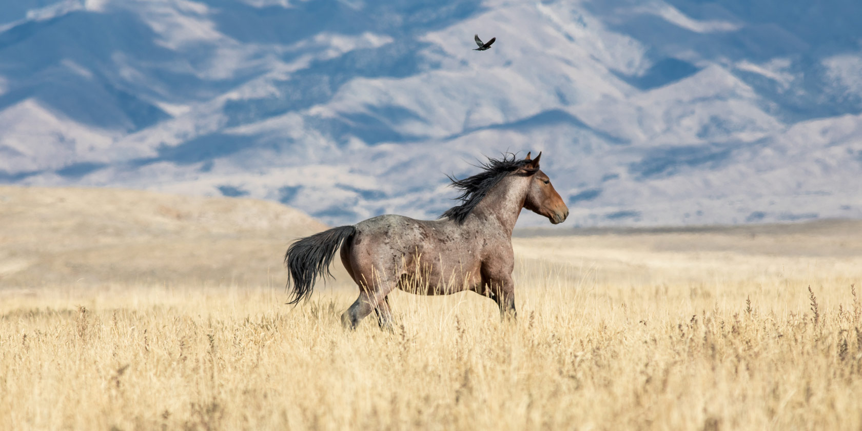 为什么要给马钉马掌,为什么给马钉掌这么多