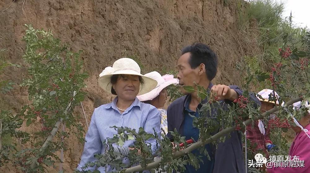 襄汾花椒映红致富路,陇南武都小康路上花椒红