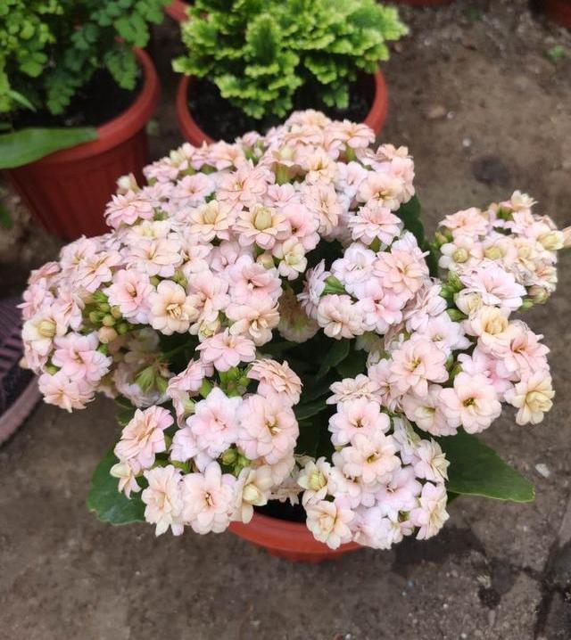 长寿花长得很难看怎么办,长寿花怎么才能长得又快又粗