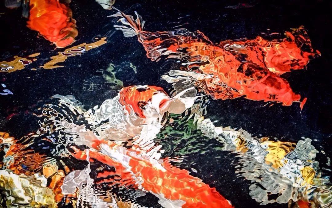 养鱼知识锦鲤掉鳞是咋回事,锦鲤鱼老掉鳞怎么办