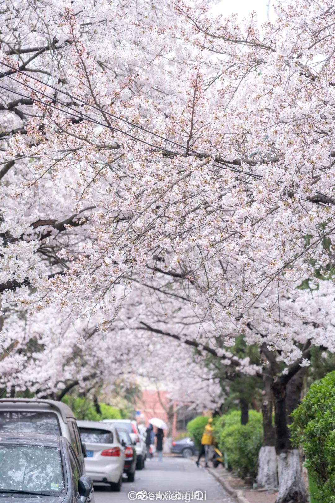 四月的青岛微风不燥,四月份的青岛什么好吃
