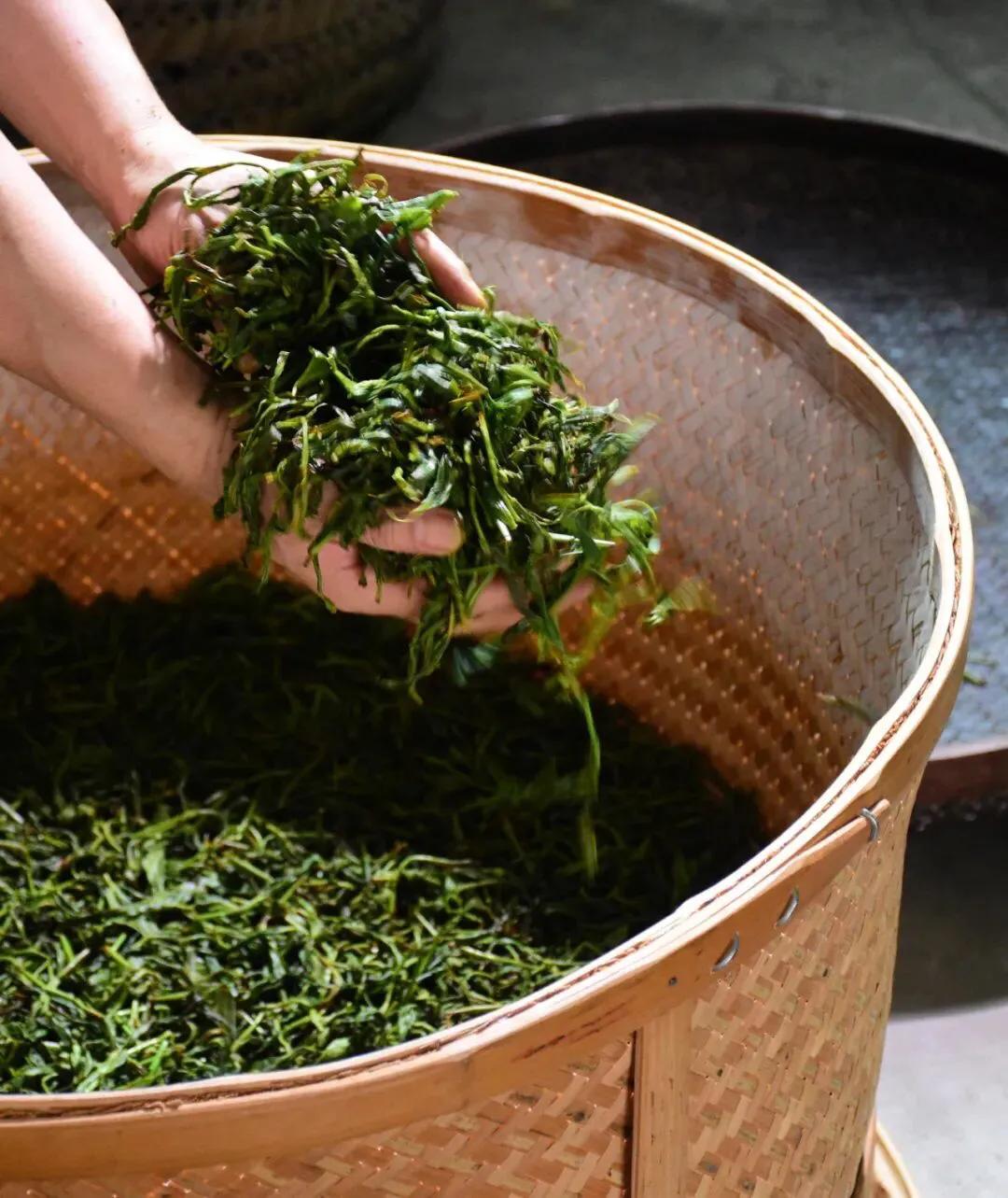 单丛茶晾青工艺,单丛新茶退火