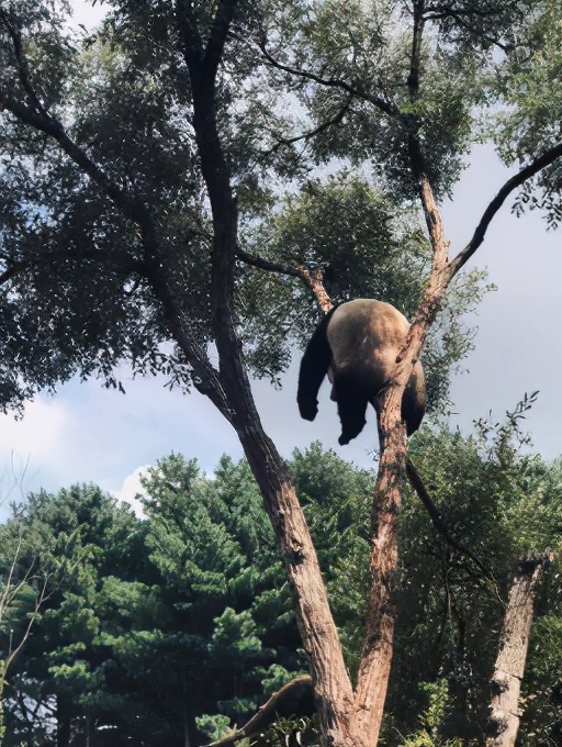 今起东北虎园大门票半价!近百种珍稀动物,带你走进现实版动物世界!