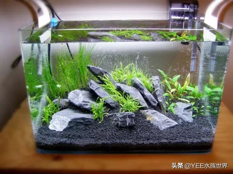 陶缸养鱼水浑怎么弄,石缸养鱼水很浑怎么办