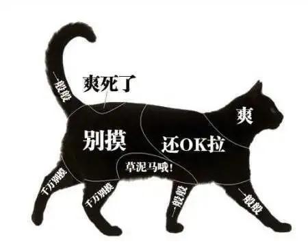 强撸猫灰飞烟灭,让猫咪上头的撸法