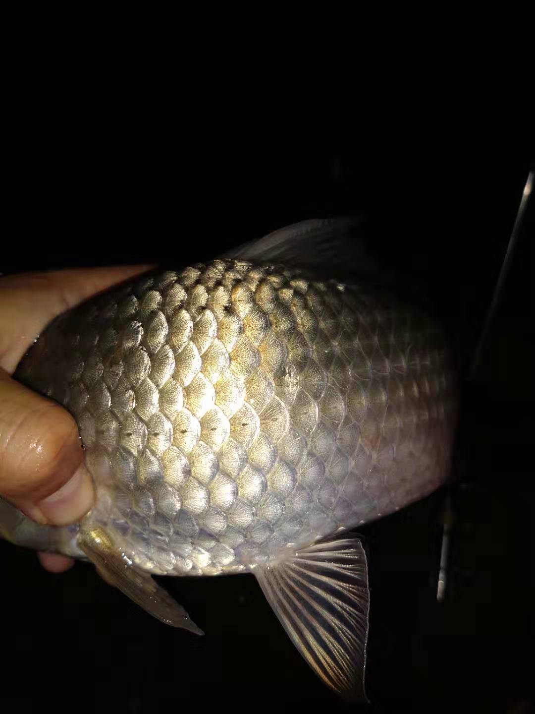 夏季小鲫鱼太多如何钓大板鲫,冬天野钓大板鲫的最佳方法