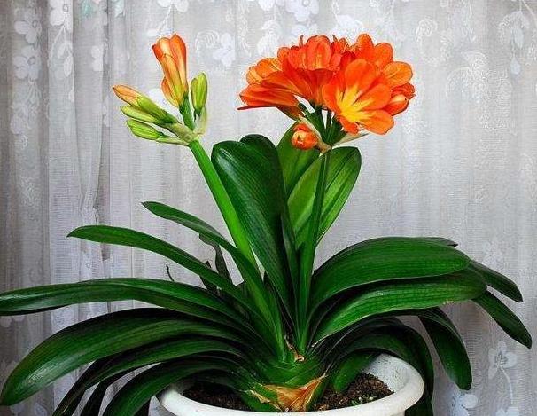 夏季君子兰烂根的补救方法,君子兰烂根夏天怎么处理用多菌灵