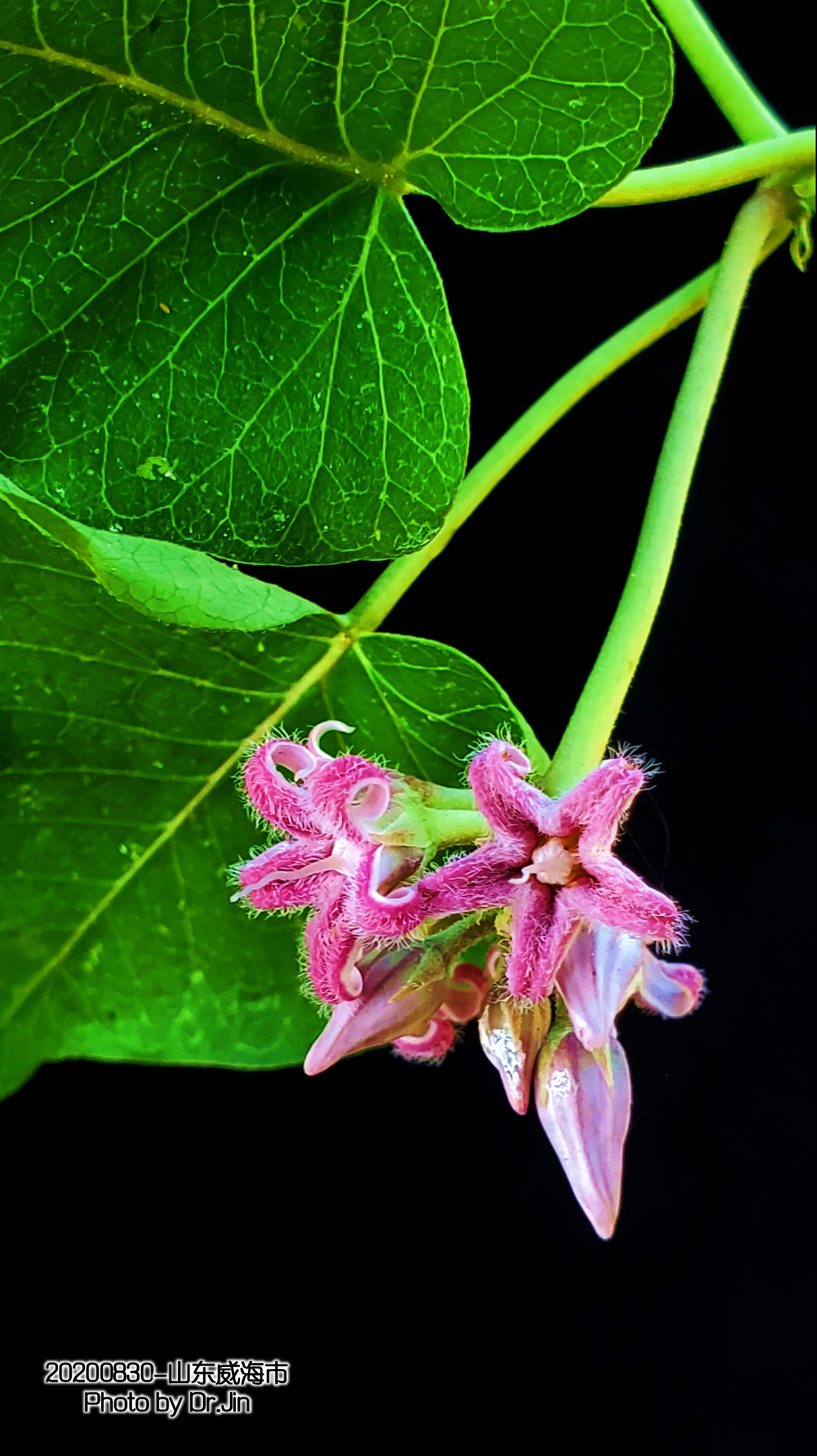 金行博览：补虚劳，益精气-萝藦