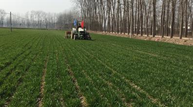 根深叶茂怎么种植,根深叶茂植物学