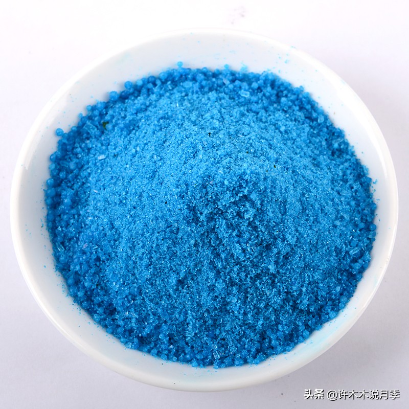 月季新手种植教程,购苗、修剪、施肥、浇水、喷药,手把手教你