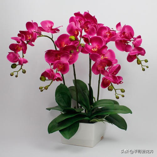 蝴蝶兰最好的烂根补救方法,蝴蝶兰全部烂根最佳补救方法