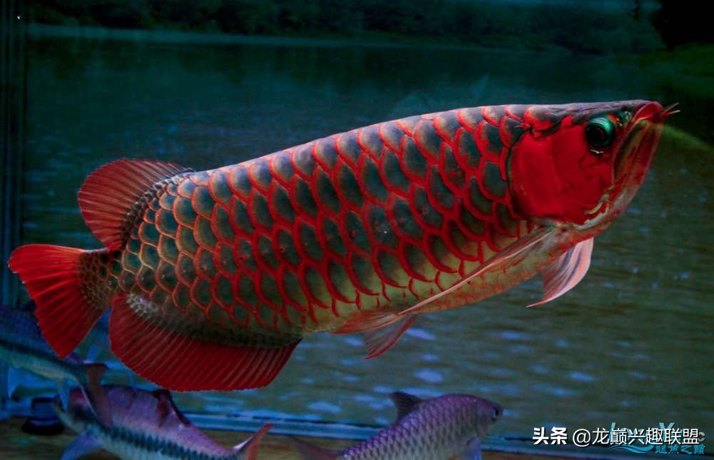 龙鱼受惊后关灯静养还是开灯,龙鱼刚到家应该开灯还是关灯静养