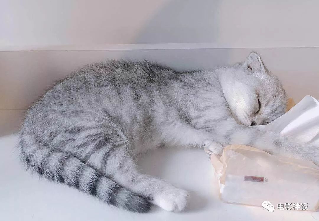 新手养猫注意事项以及幼猫到新家,新手养猫养什么猫又便宜又好养