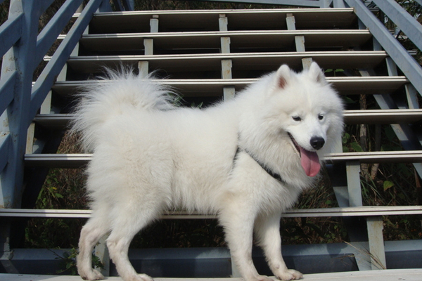 萨摩耶毛发有些黄了,萨摩耶毛黄吃什么