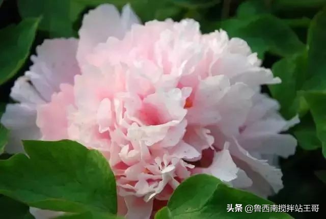 牡丹十大品种九大花系,牡丹进口品种图片及名称