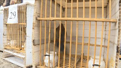 画眉鸟回巢叫,画眉鸟出笼的正确方法