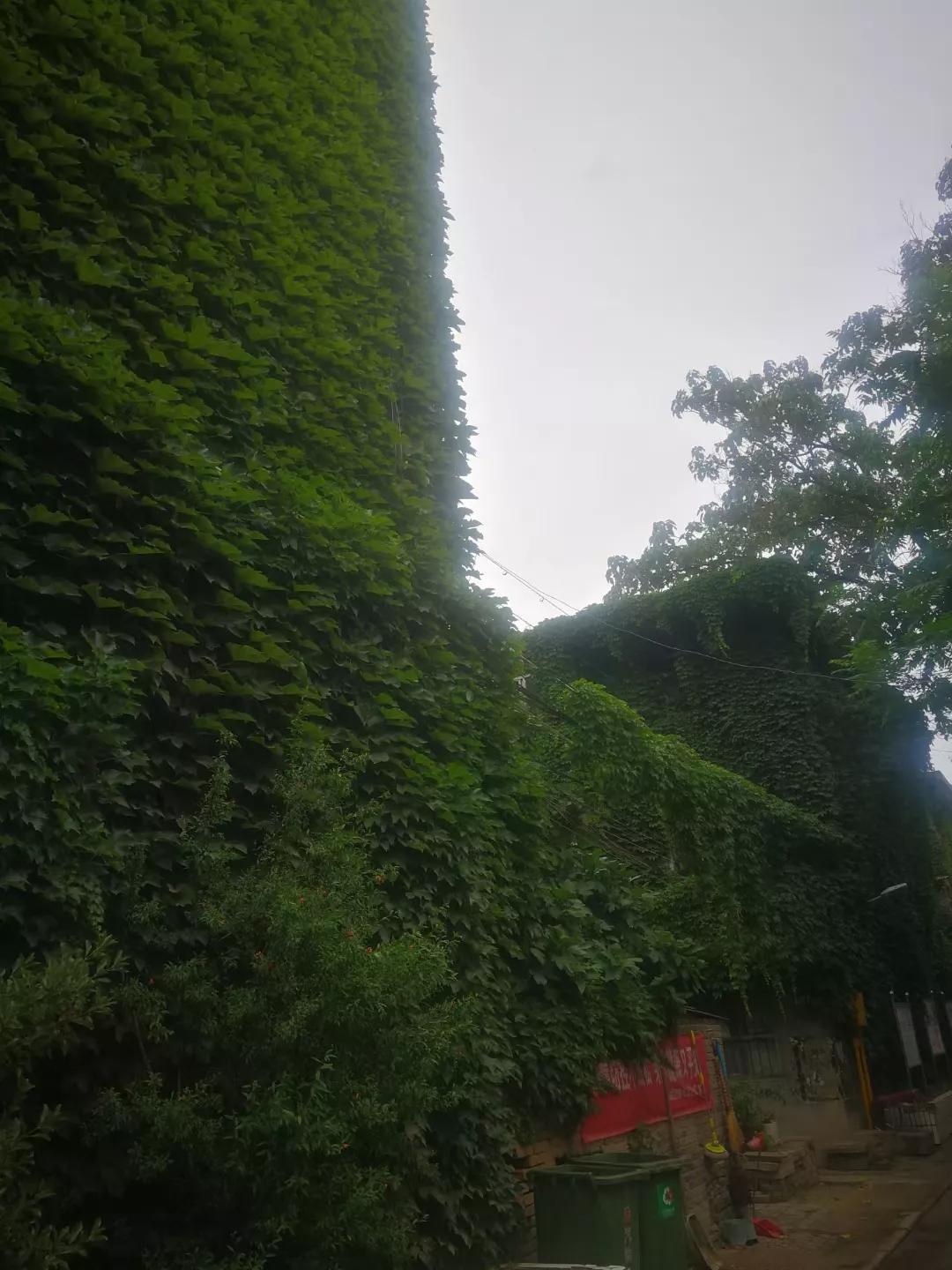 爬山虎的图片,爬山虎有毒吗