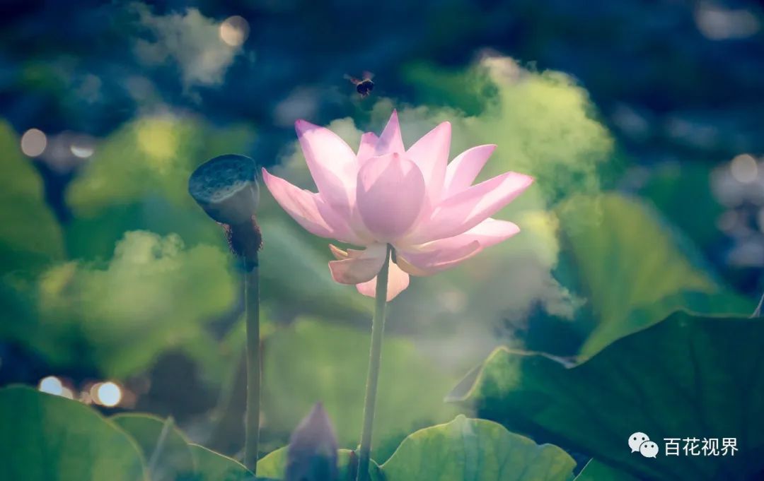 邯郸市女性摄影家,邯郸市女子摄影协会