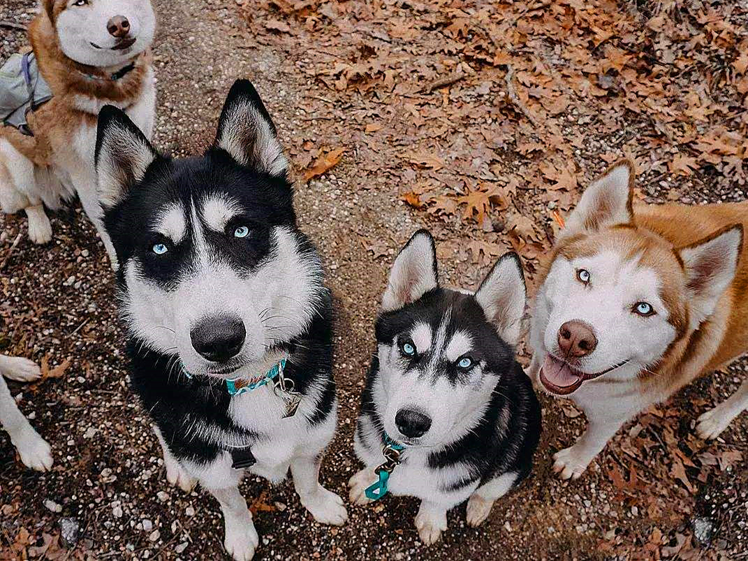 论哈士奇能有多聪明,哈士奇的智商和训犬师