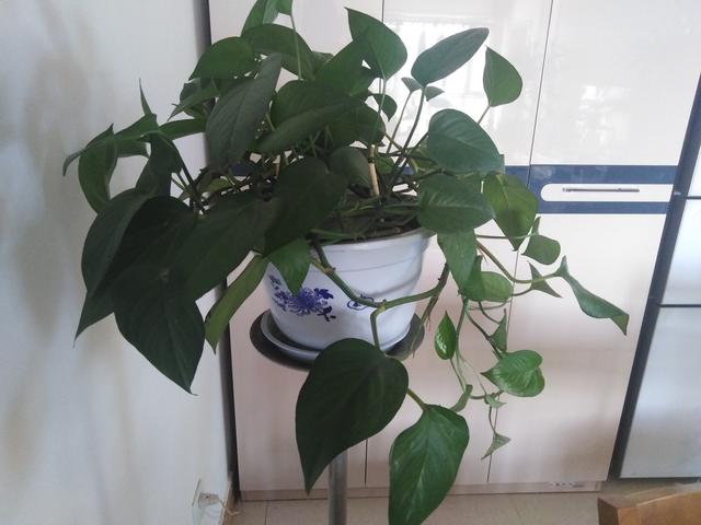 一盆绿萝每天能吸收多少二氧化碳,一盆绿萝一天能吸收多少二氧化碳