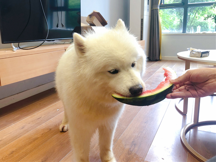 狗狗轻微中暑的正确处理方法,夏天狗狗中暑最快解决方法