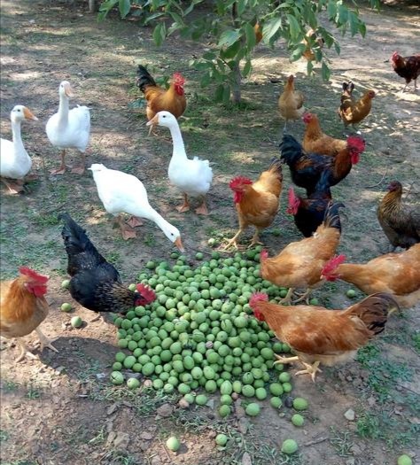 散文：乡翁杵杖骂田荒