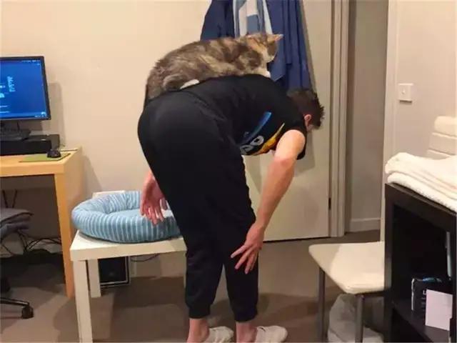 猫咪胆子小不接受新猫,猫咪胆子小不敢上猫爬架