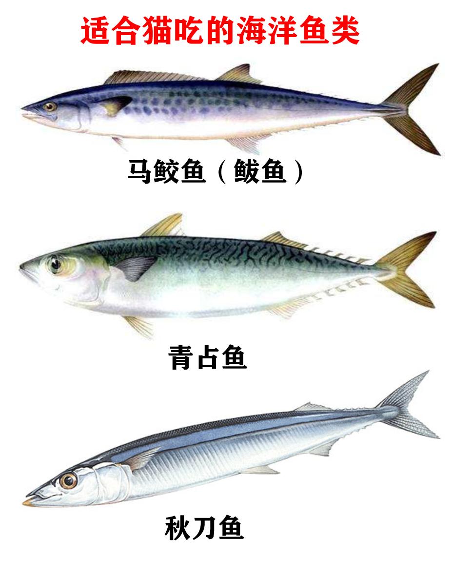 猫常吃鱼怎么样,猫可以经常吃什么鱼