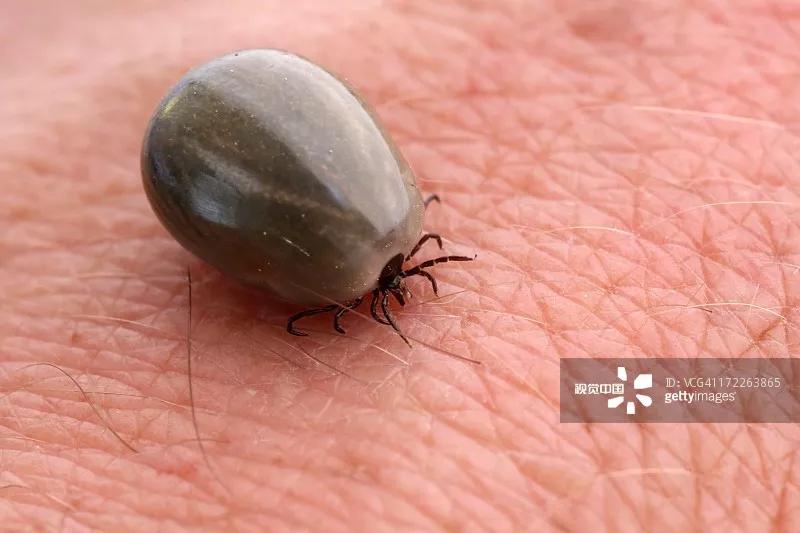 小伙随手捏死一只虫，一觉醒来满脸脓包！这些虫不能拍，严重可致命