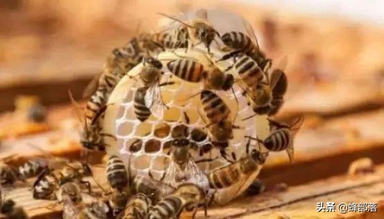 只有一箱弱群蜂怎么养,怎样把中蜂养成超强群