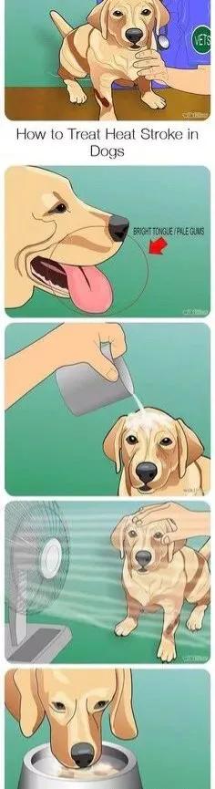 炎热夏季、爱宠如何避免中暑