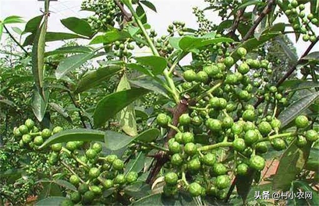 怎样种出高产花椒,农民种花椒技术视频