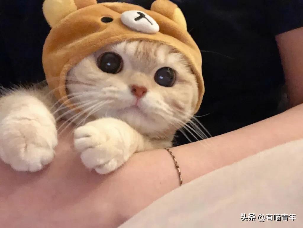 最可怕的5种猫,盘点很可怕的几种猫