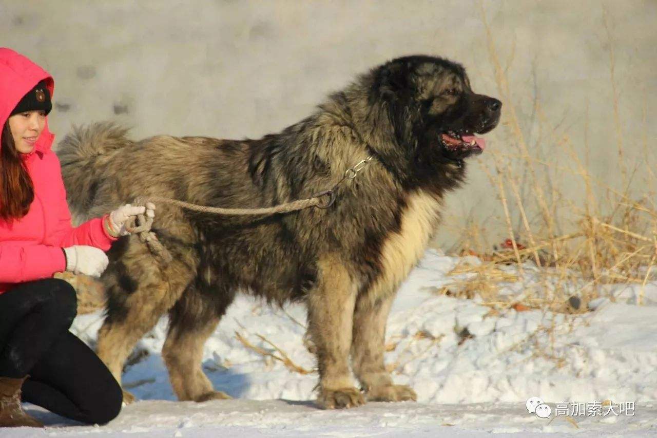 狗大型犬高加索,俄罗斯战斗民族养毛熊