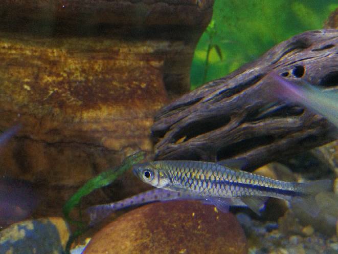 中国原生观赏鱼大全,不错的观赏鱼有哪些种类