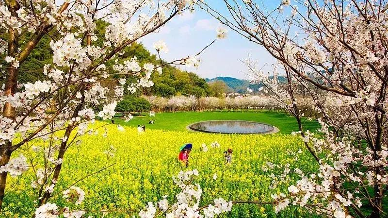 浙江11个地方樱花烂漫，千亩粉色天堂美到开挂，不输日本东京