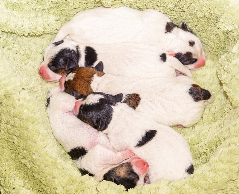 怎么帮狗狗洗澡狗狗不怕害,给狗狗洗澡的大忌