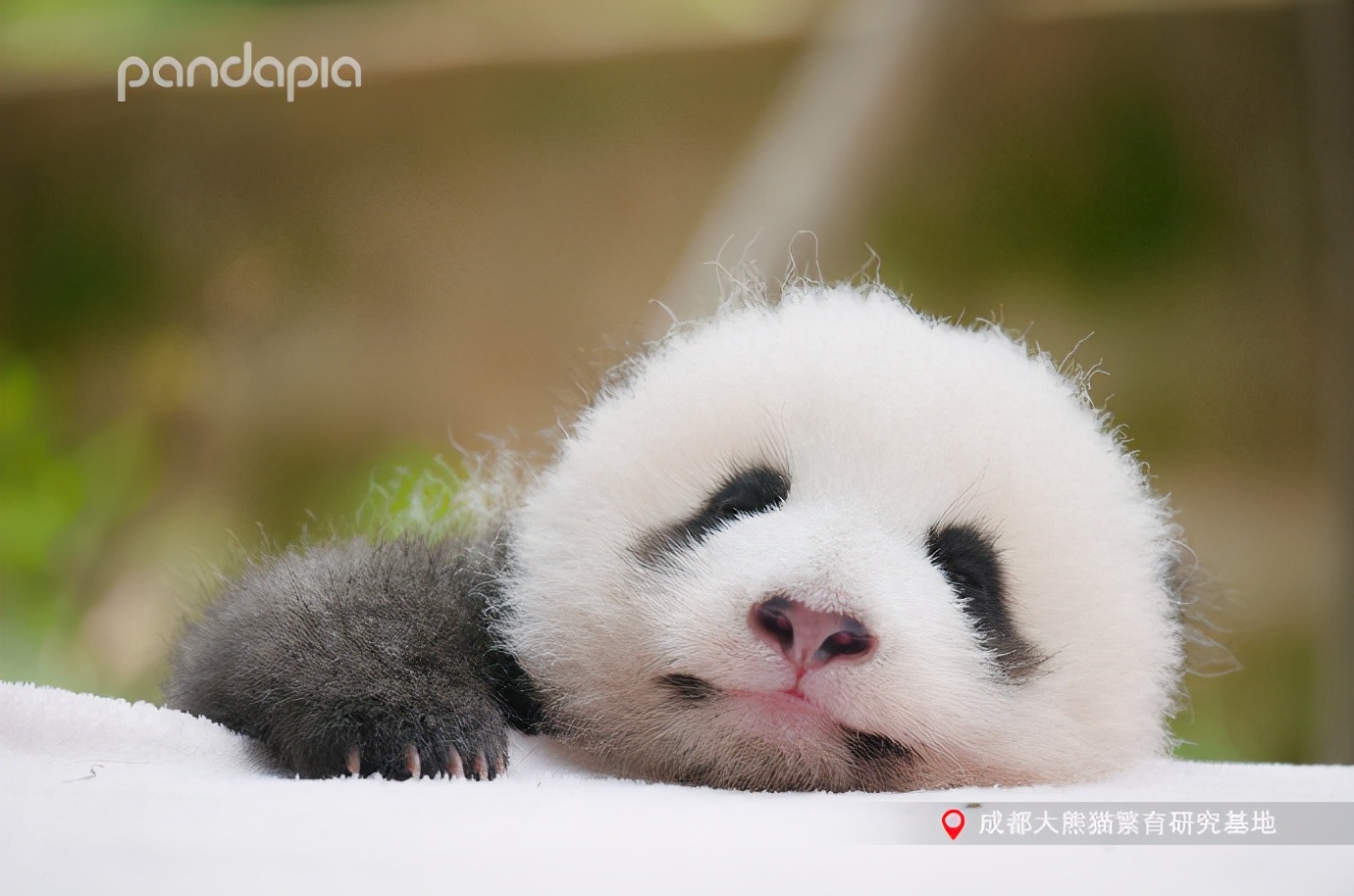 滚滚大熊猫可爱,可爱大熊猫滚滚