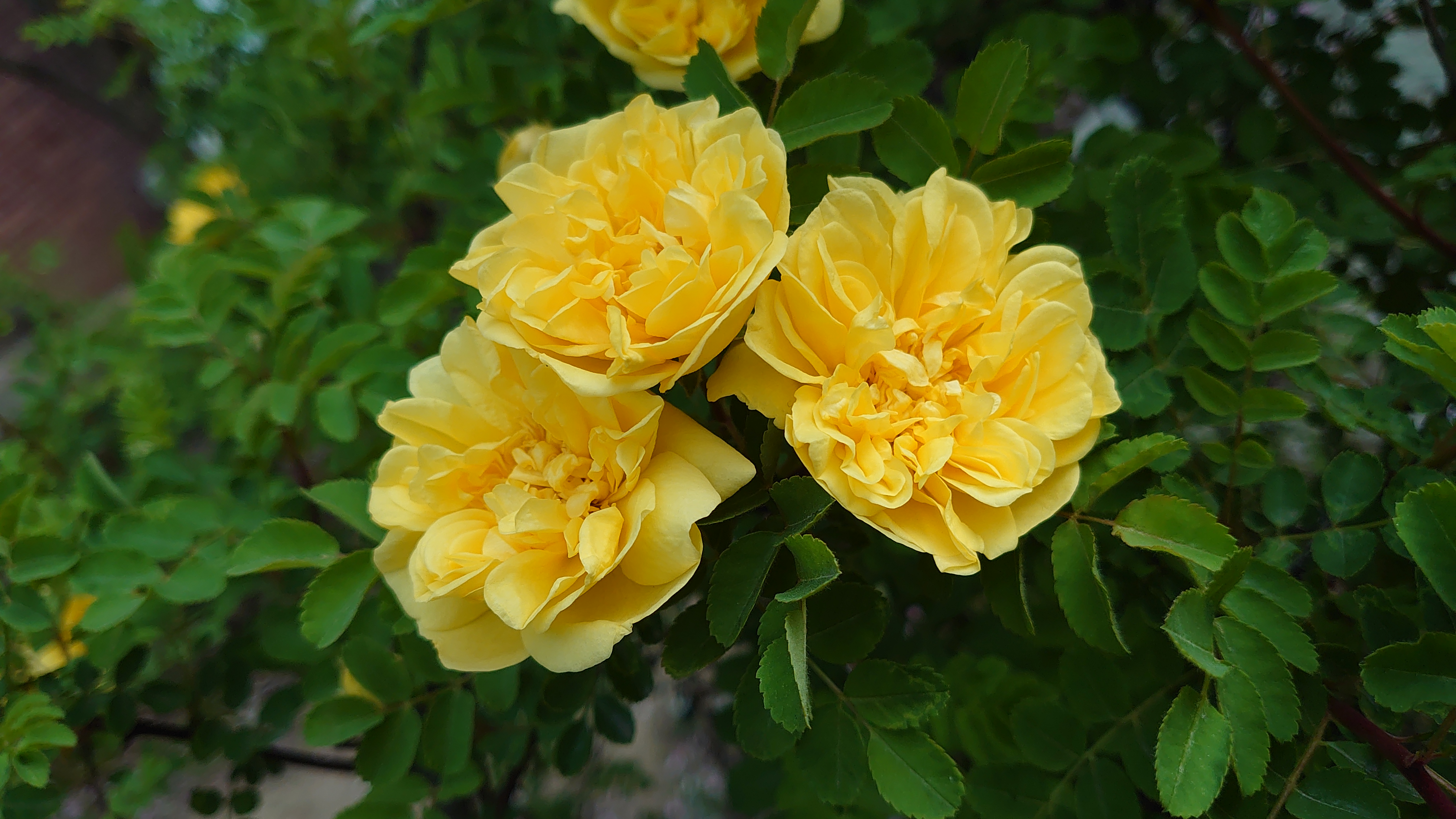 索尼微单手机xperia5i,索尼xperia5ii深度评测