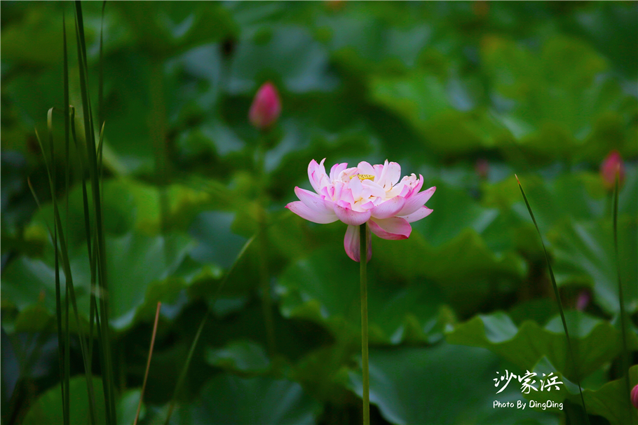苏州红色革命旅游景点图片,苏州红色革命景点介绍视频