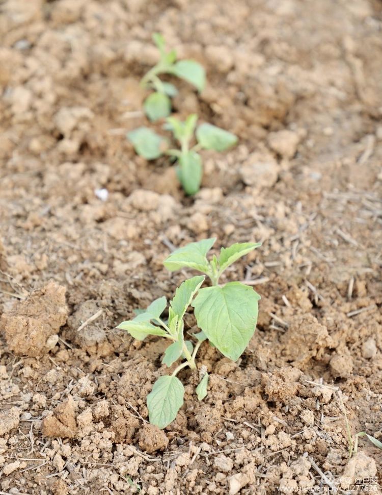 洛阳山寨水泥厂,洛阳山寨版龙门