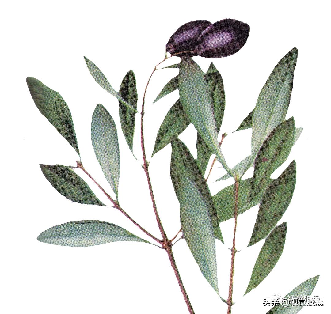 乡村蔬菜大棚的设计,蔬菜精美设计图片