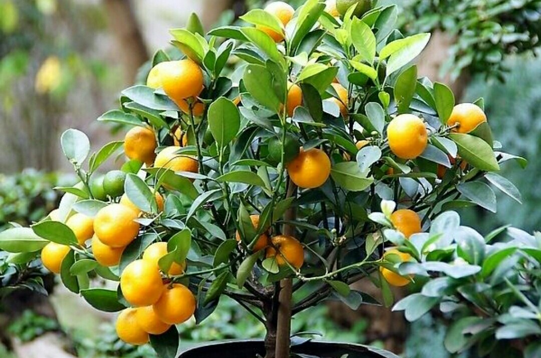 金桔树夏天落果怎么处理,金桔落叶干枝怎么补救
